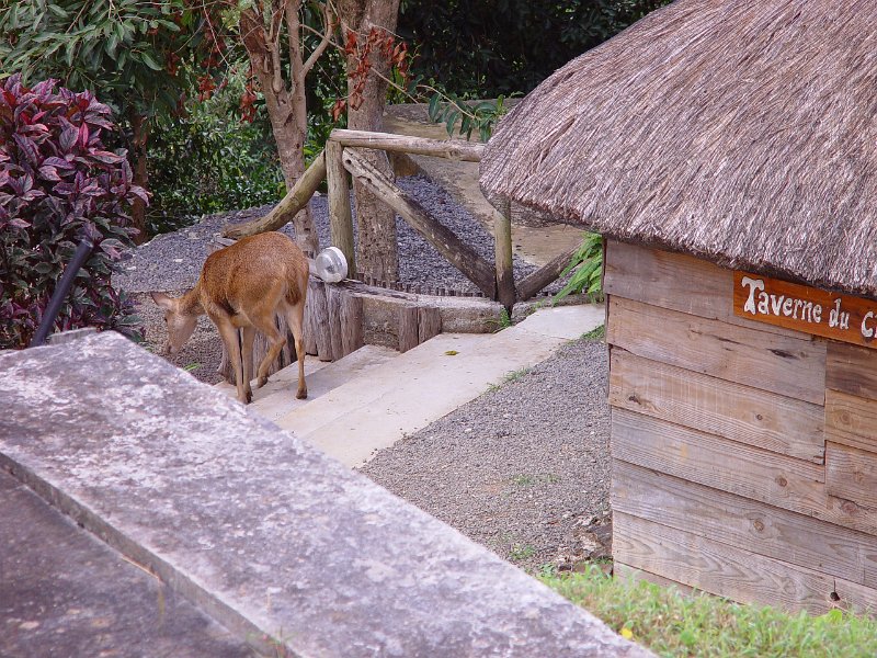 Mauritius 2006 (80).JPG